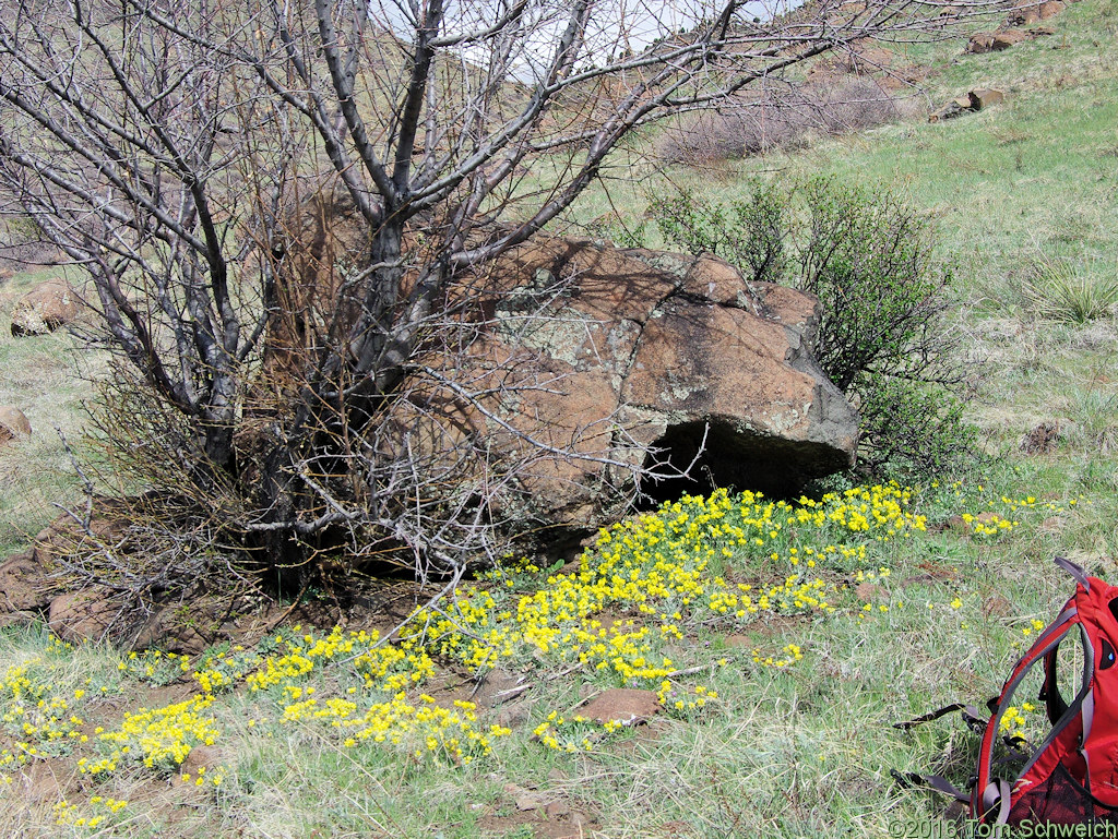 Habitat of <i>Physaria vitulifera</i> and <i>Escobaria</i> sp. beside neighborhood trail.