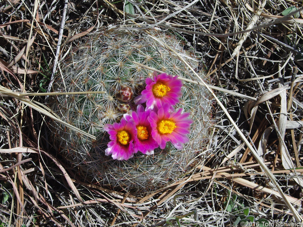 Cactaceae Pediocactus simpsonii