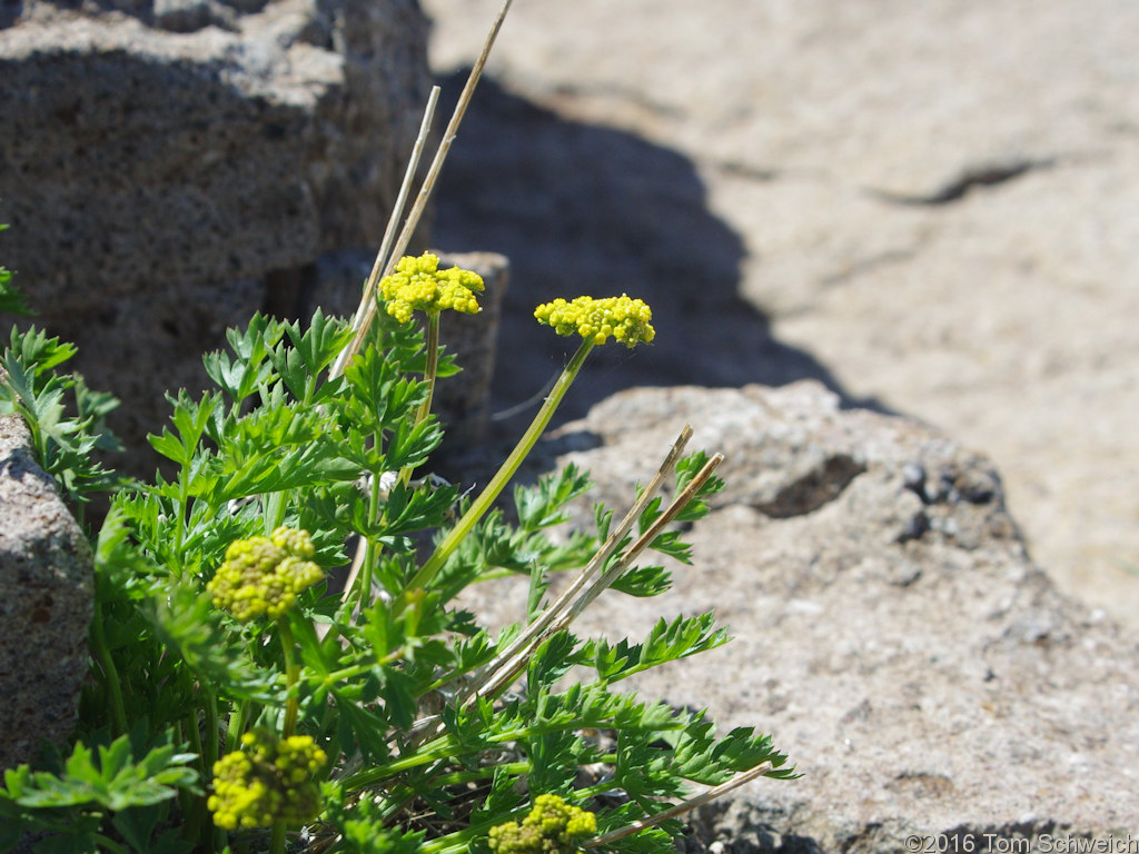 Apiaceae