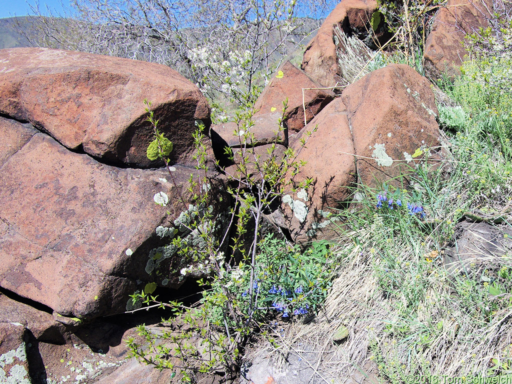 Boraginaceae Mertensia lanceolata