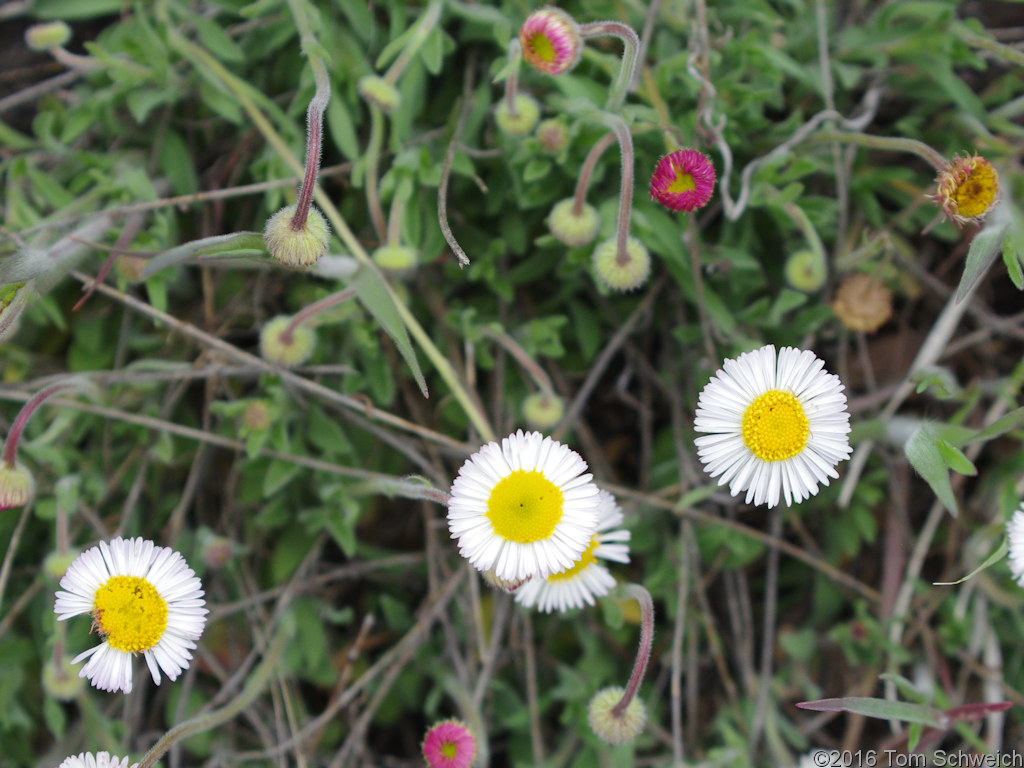 Asteraceae Erigeron tracyi