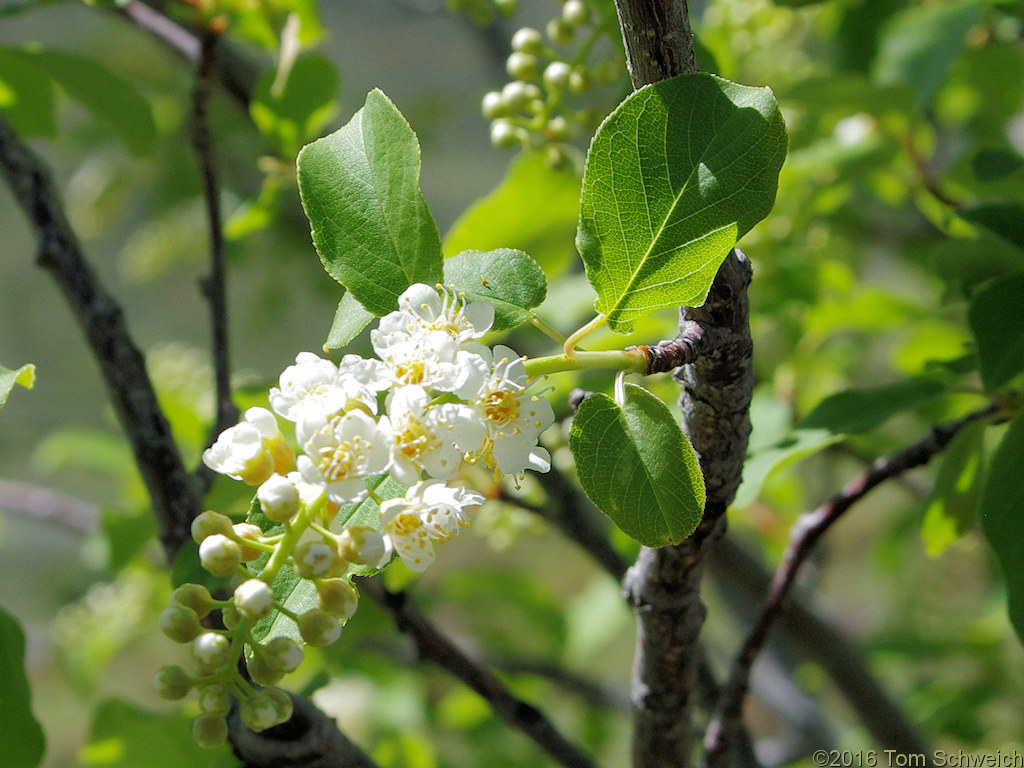 Rosaceae Prunus virginiana