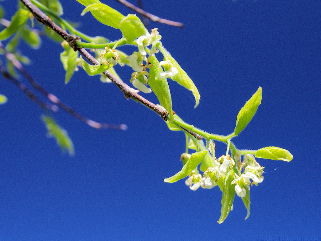 Rosaceae Prunus domestica