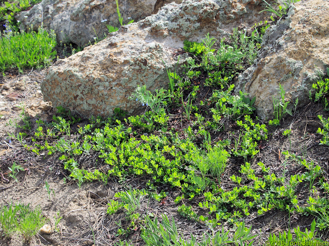 Ericaceae Arctostaphylos uva-ursi