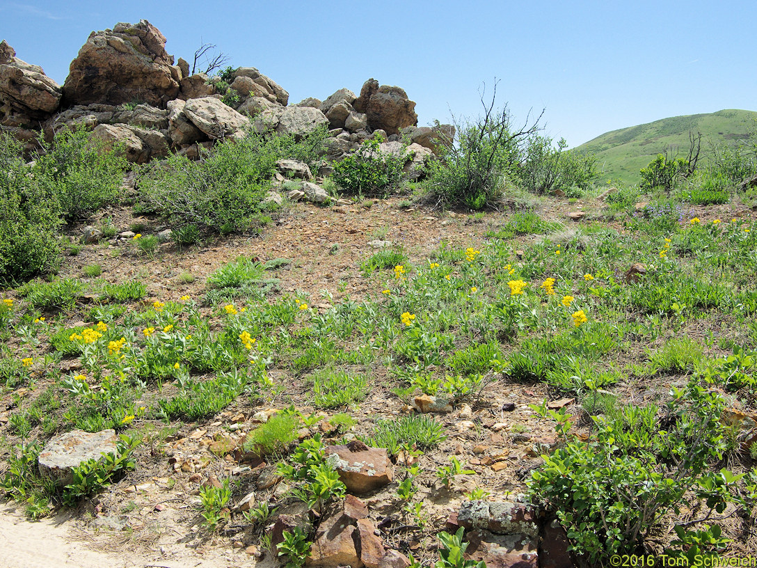 Fabaceae Thermopsis rhombifolia divaricarpa