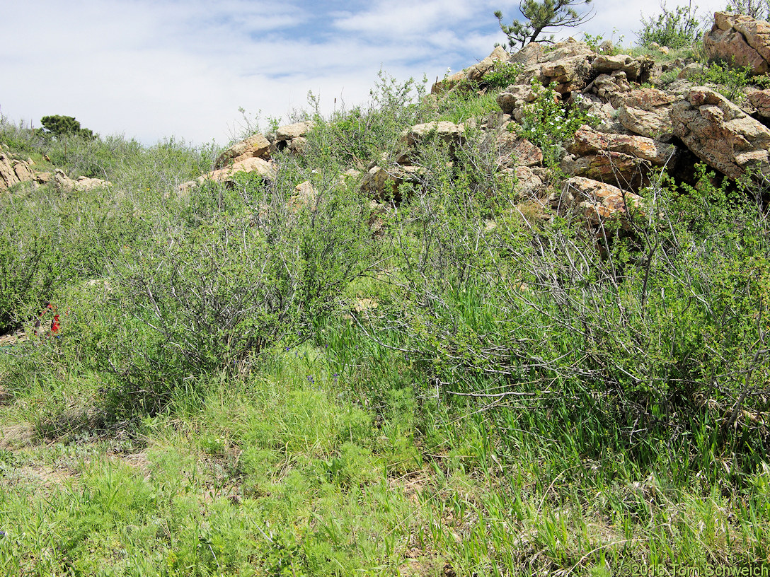 Ranunculaceae Delphinium nuttallianum