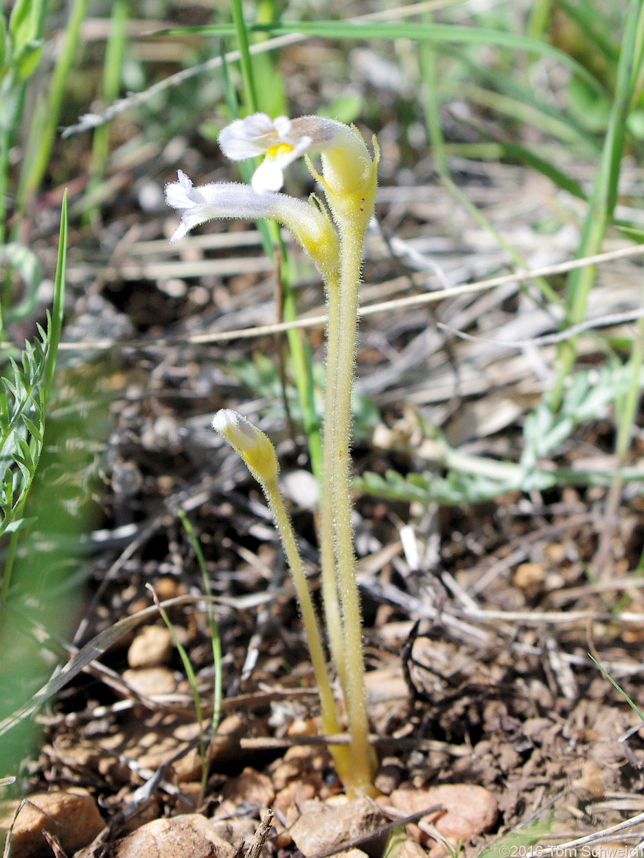 Orobanchaceae Orobanche uniflora