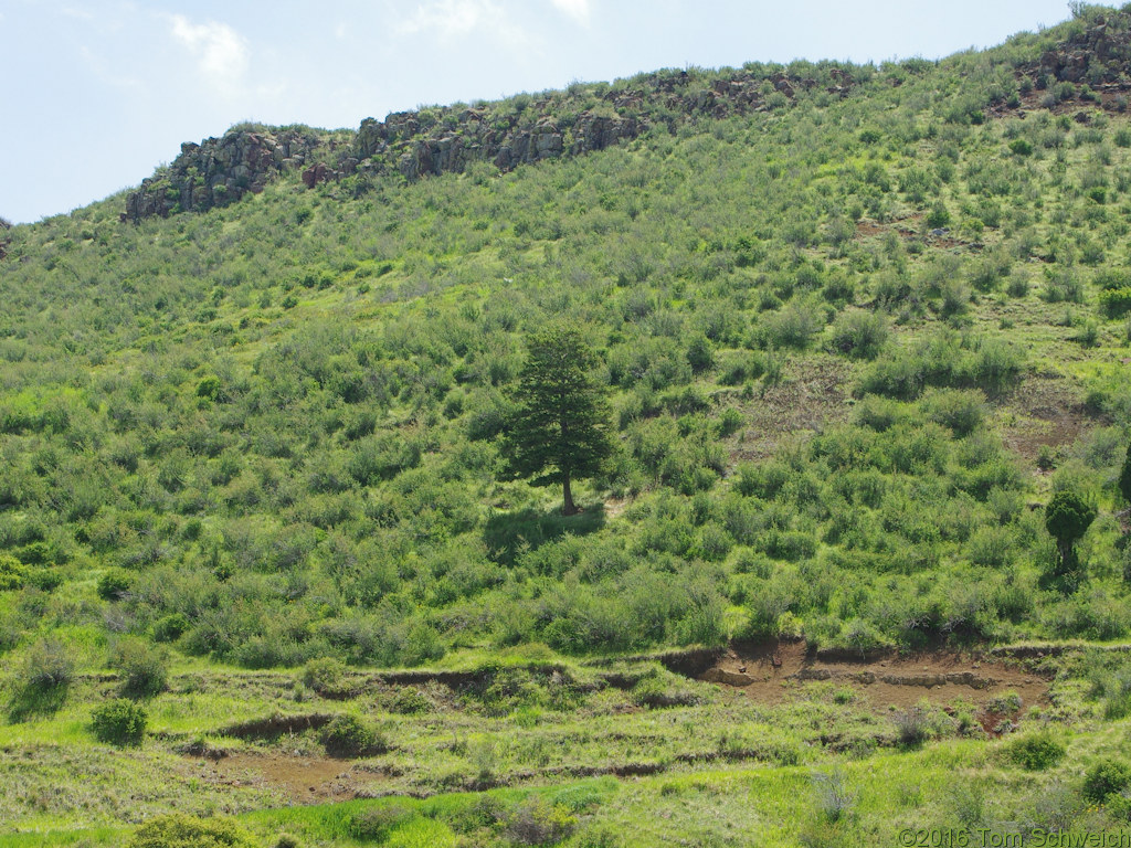 Pinaceae Pseudotsuga menziesii