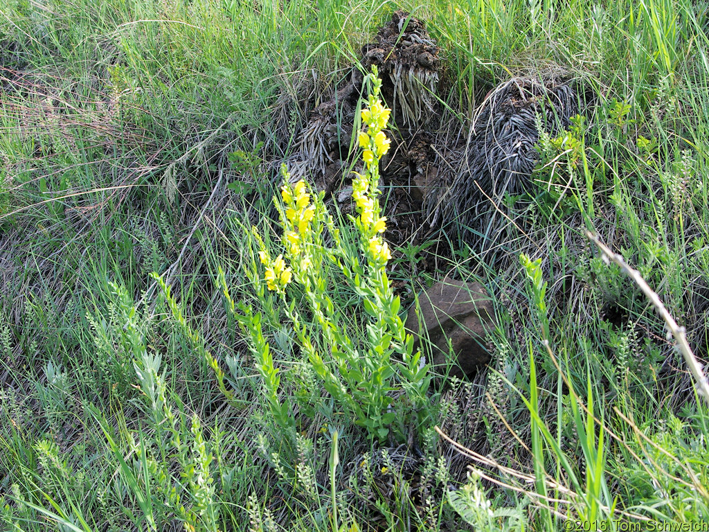 Plantaginaceae Linaria dalmatica