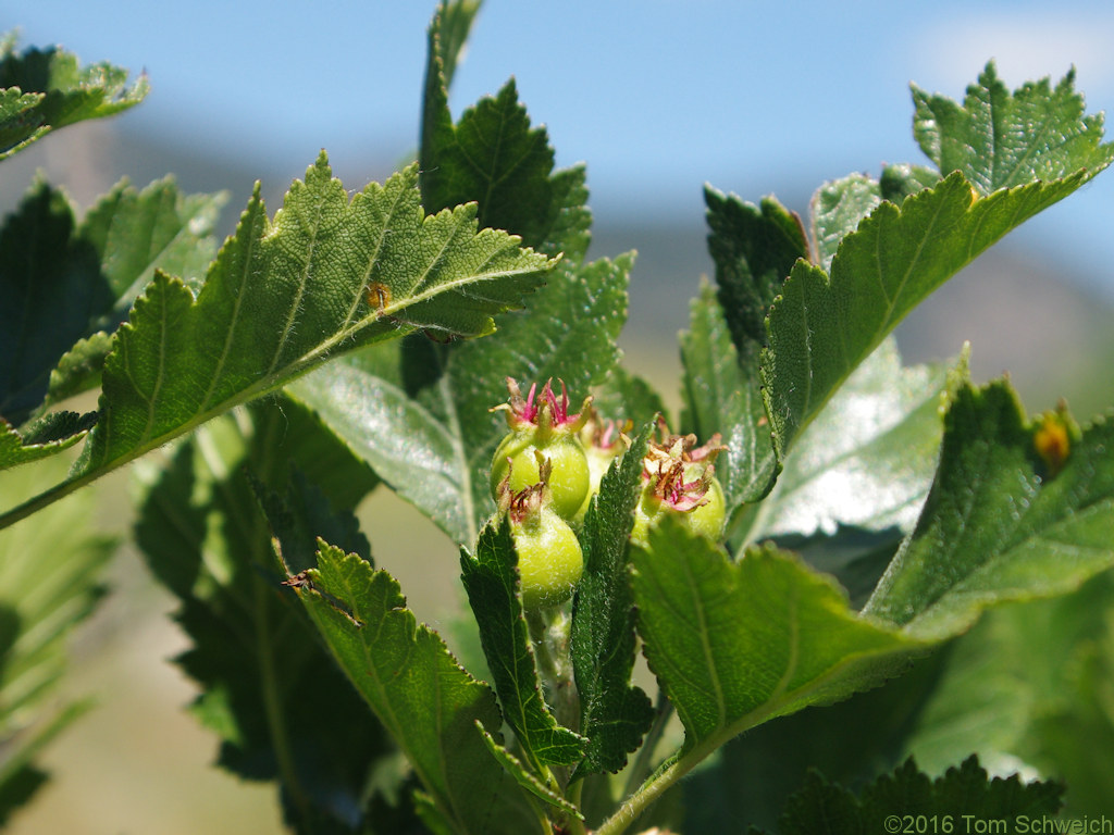 Rosaceae Crataegus succulenta