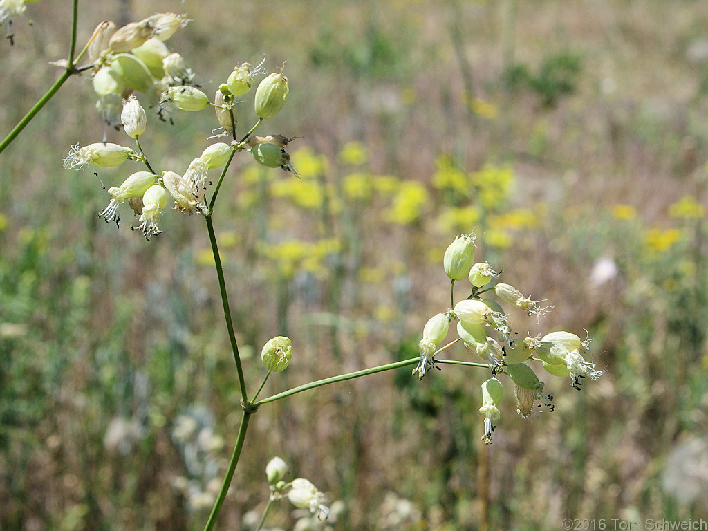 Caryophyllaceae Silene vulgaris