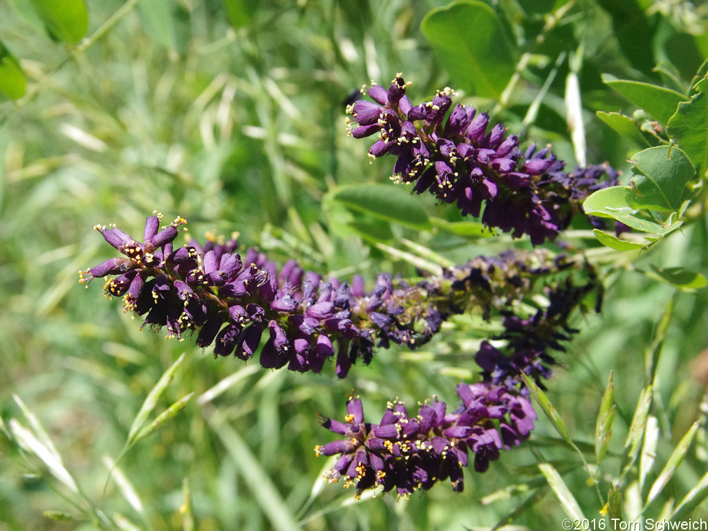 Fabaceae Amorpha fruticosa