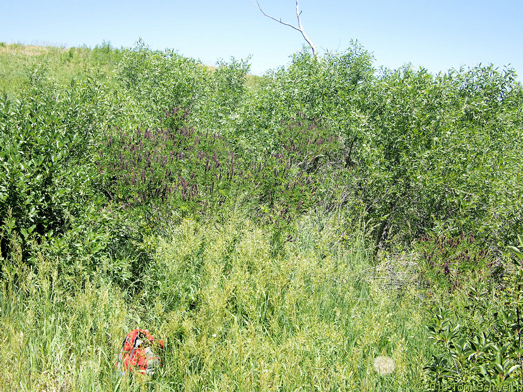 Fabaceae Amorpha fruticosa