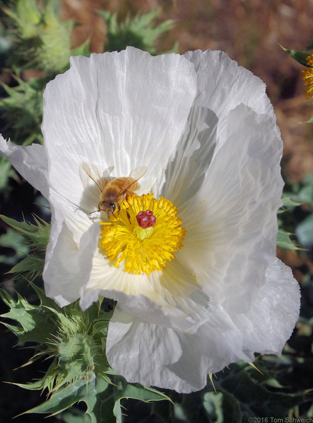 Papaveraceae Argemone polyanthemos