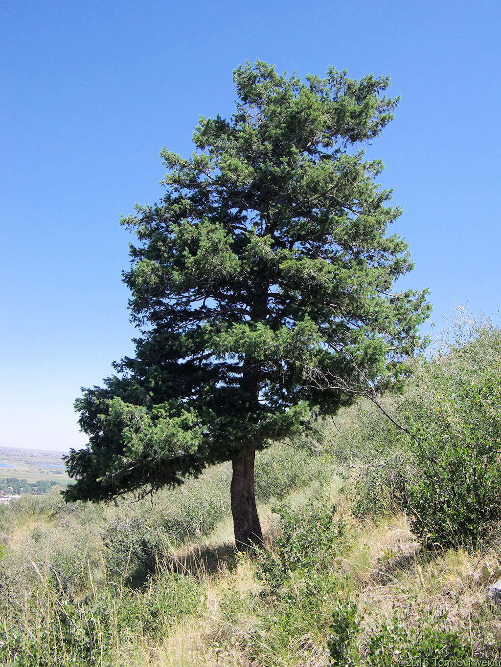 Pinaceae Pseudotsuga menziesii