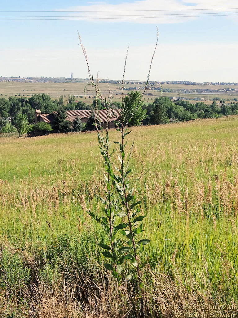 Onagraceae Oenothera curtiflora