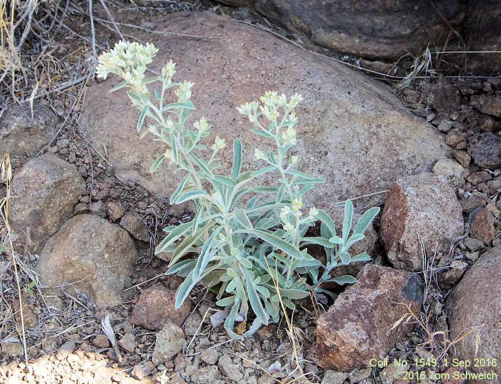 Asteraceae