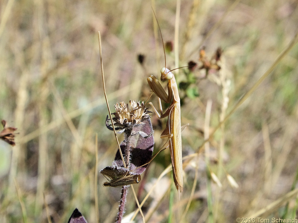 Praying Mantis