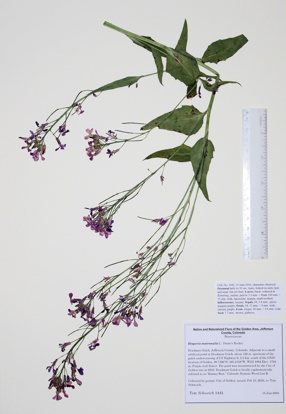 Brassicaceae Hesperis matronalis