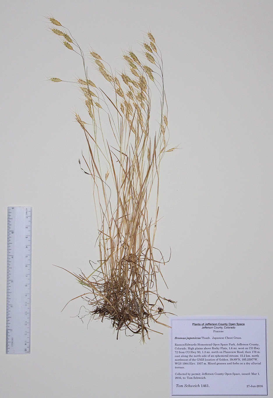 Poaceae Bromus japonicus