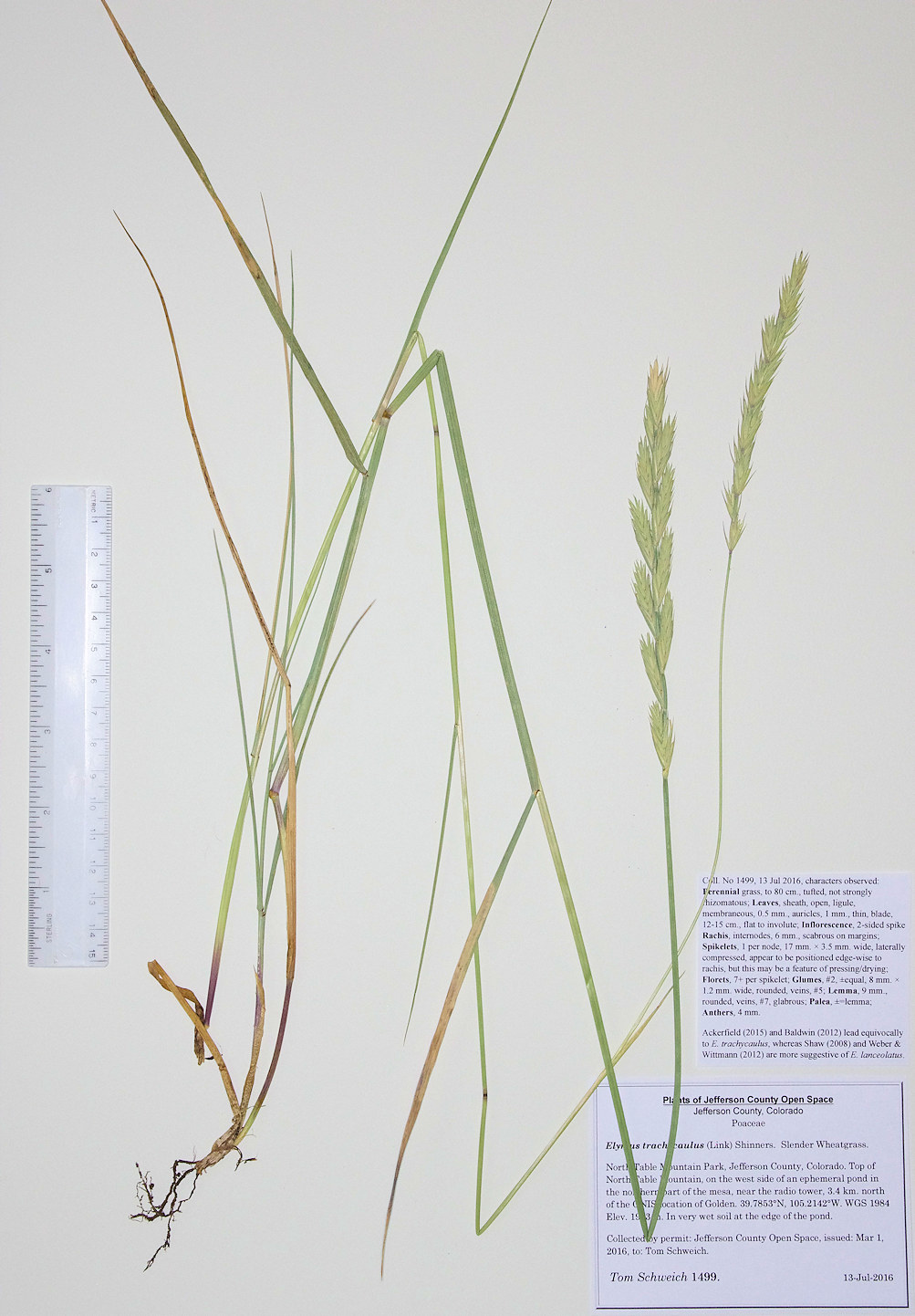 Poaceae Elymus trachycaulus