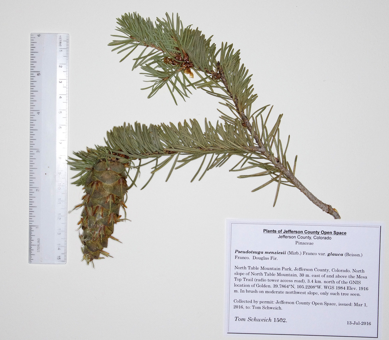 Pinaceae Pseudotsuga menziesii glauca