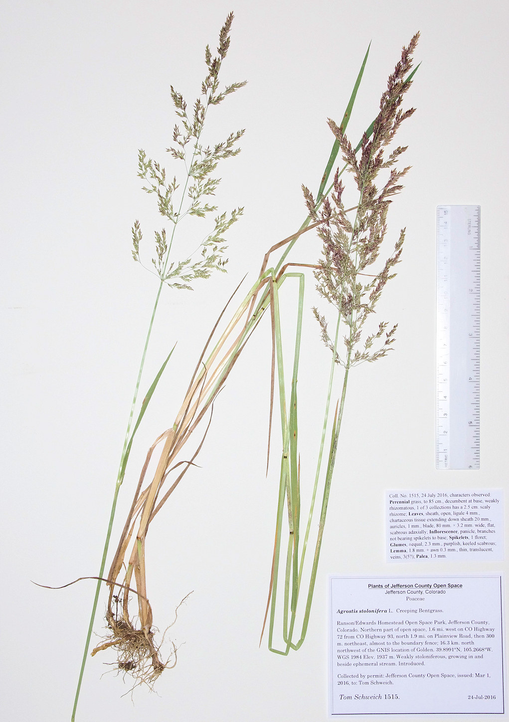 Poaceae Agrostis stolonifera