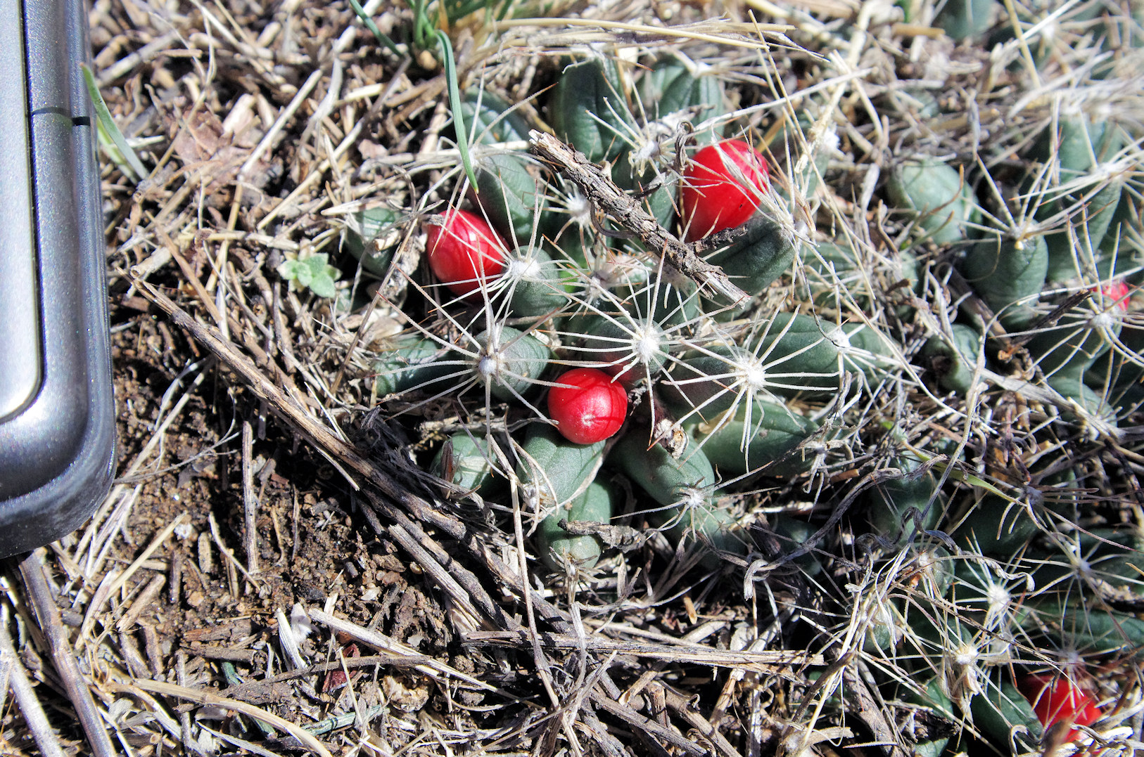 Cactaceae Escobaria vivipara