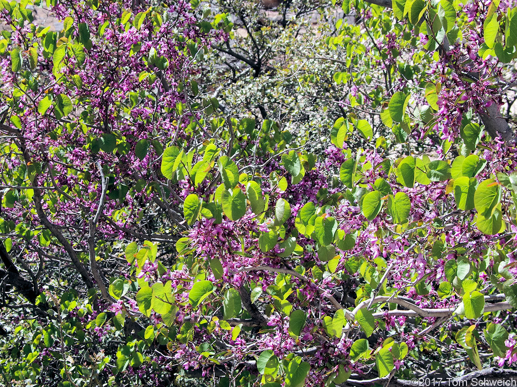 Fabaceae Cercis occidentalis