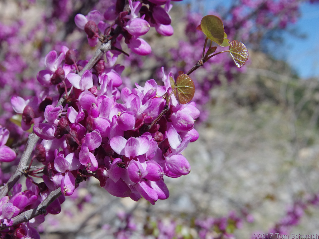 Fabaceae Cercis occidentalis