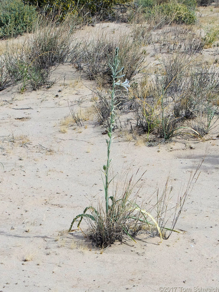 Agavaceae Hesperocallis undulata