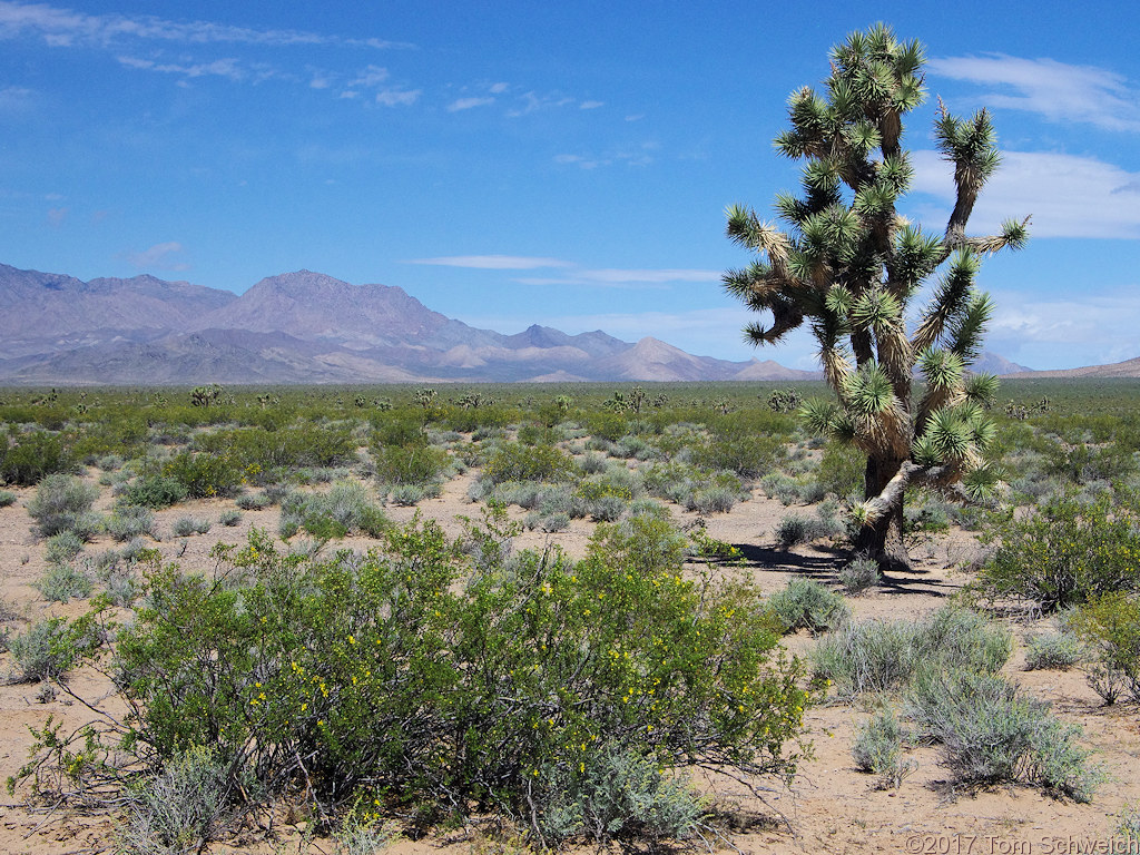 California, San Bernardino County, Shadow Valley