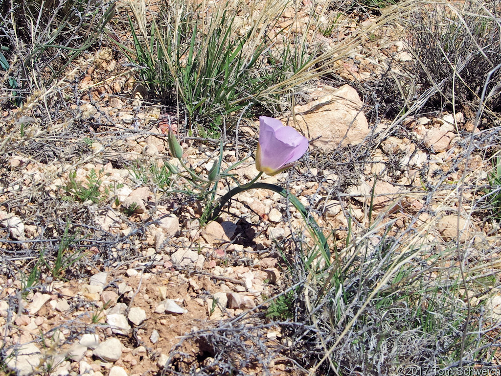 Liliaceae Calochortus flexuosus