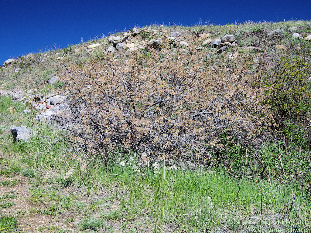 Rosaceae Prunus americana