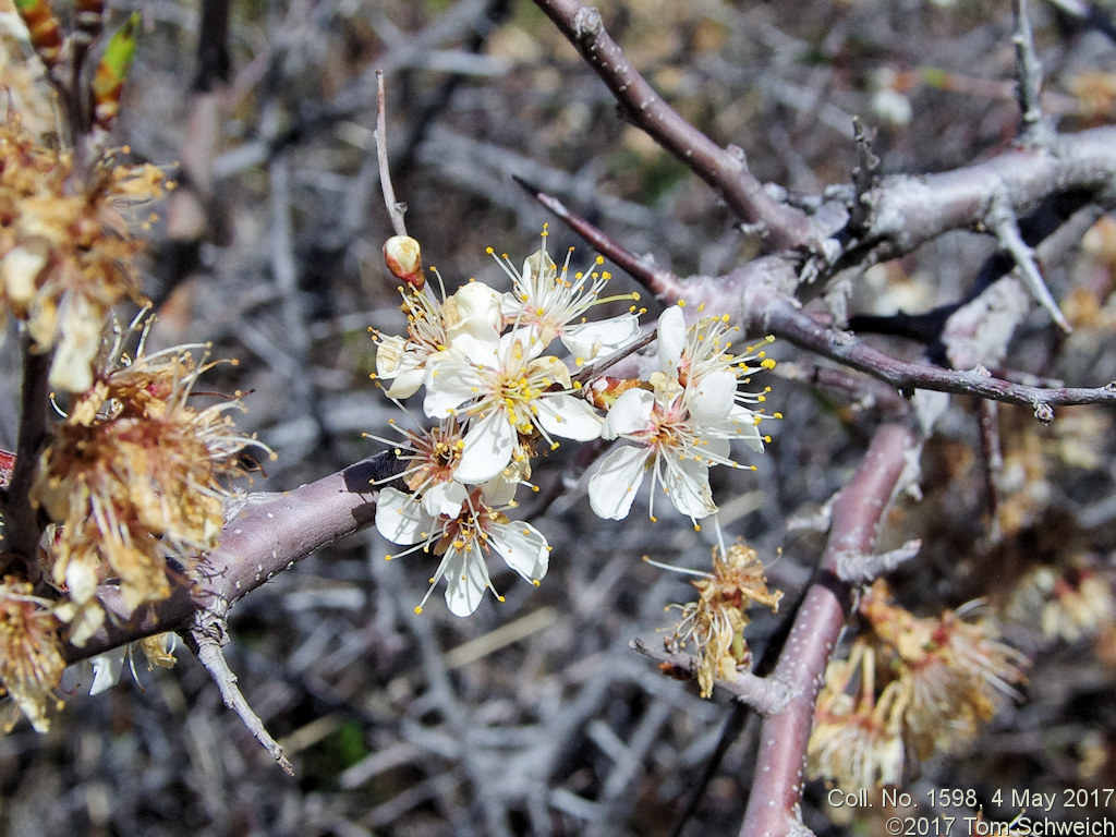 Rosaceae Prunus americana