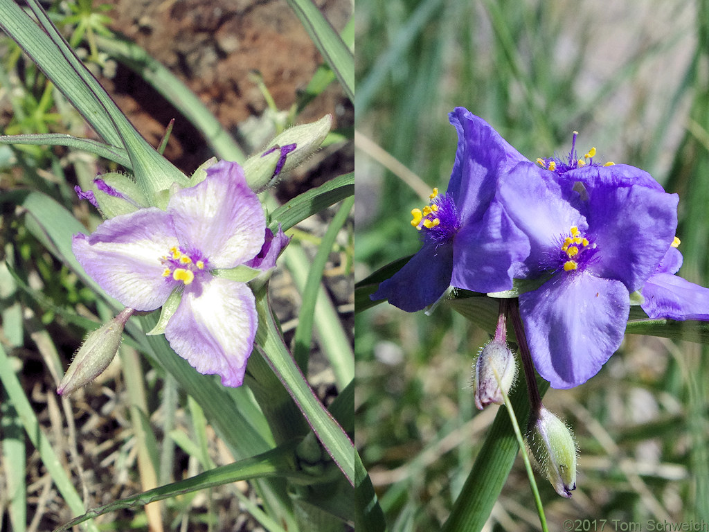 Commelinaceae Tradescantia occidentalis