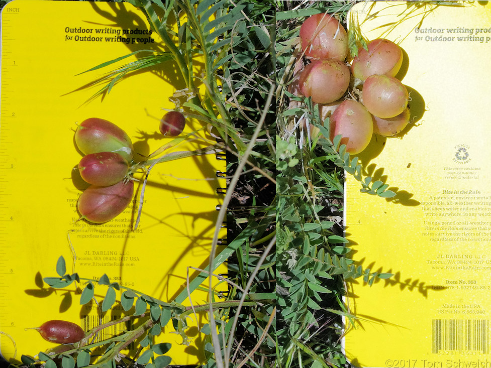 Fabaceae Astragalus crassicarpus