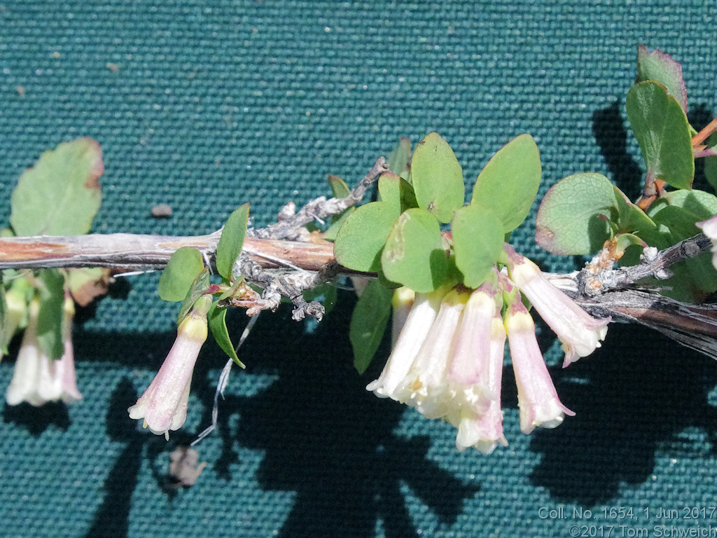 Caprifoliaceae Symphoricarpos rotundifolius