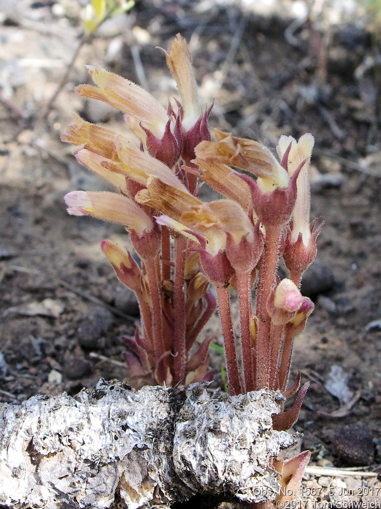 Orobanchaceae Orobanche fasciculata