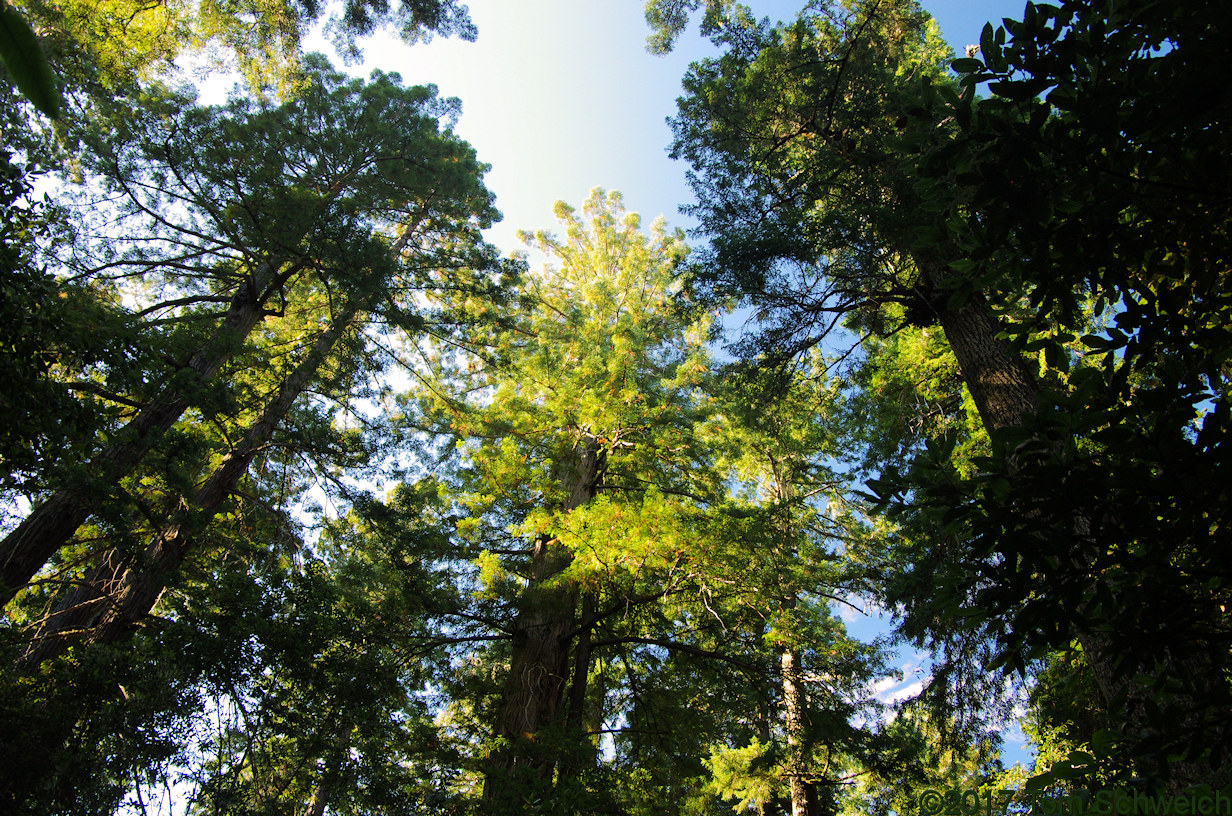 California, Humboldt County, Lady Bird Johnson Grove