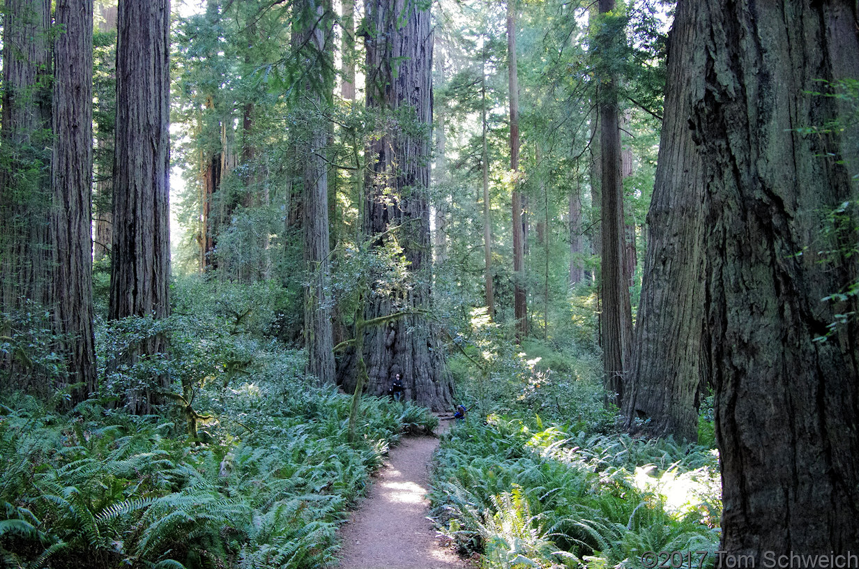 California, Humboldt County, Lady Bird Johnson Grove