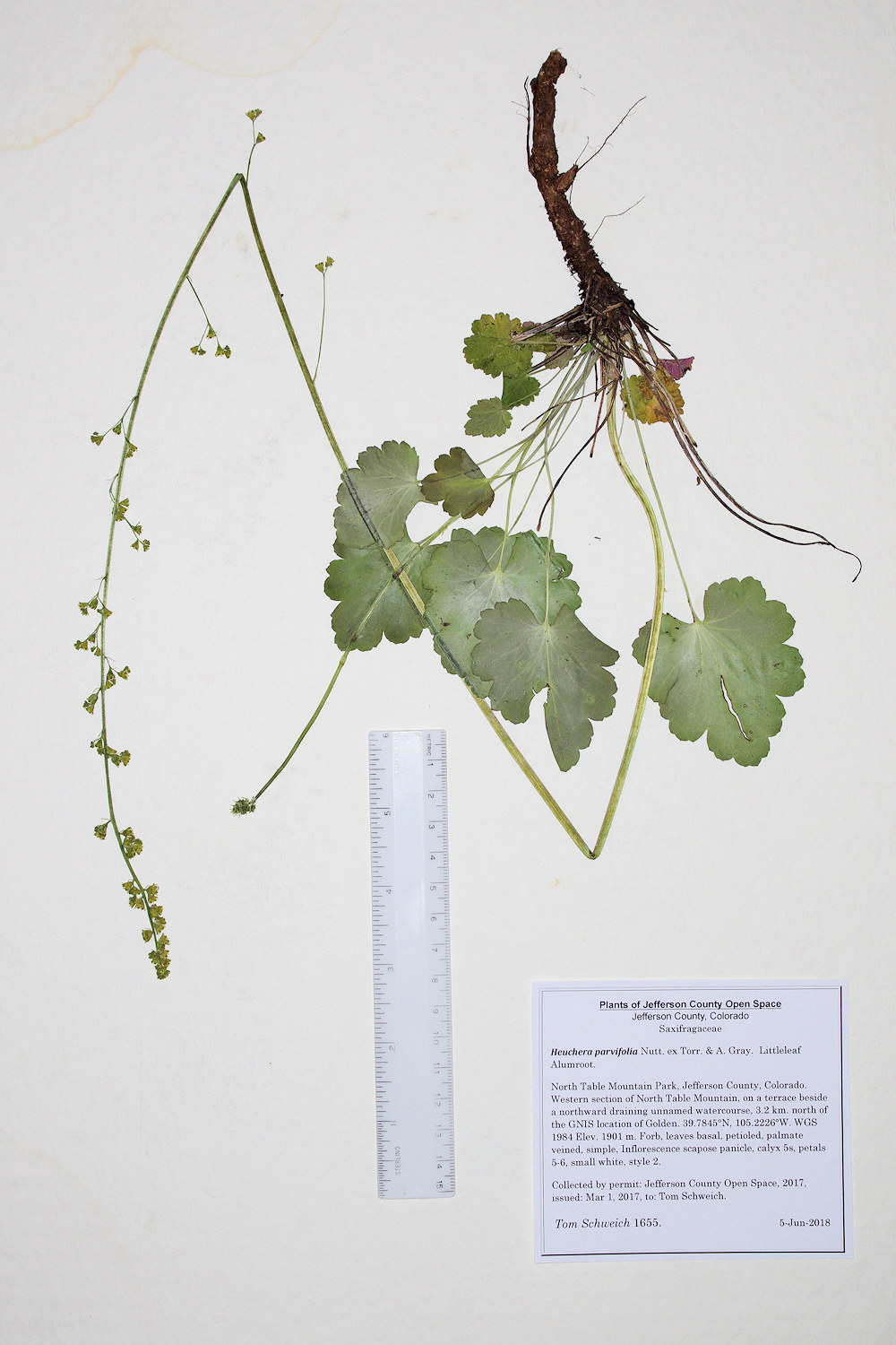 Saxifragaceae Heuchera parvifolia