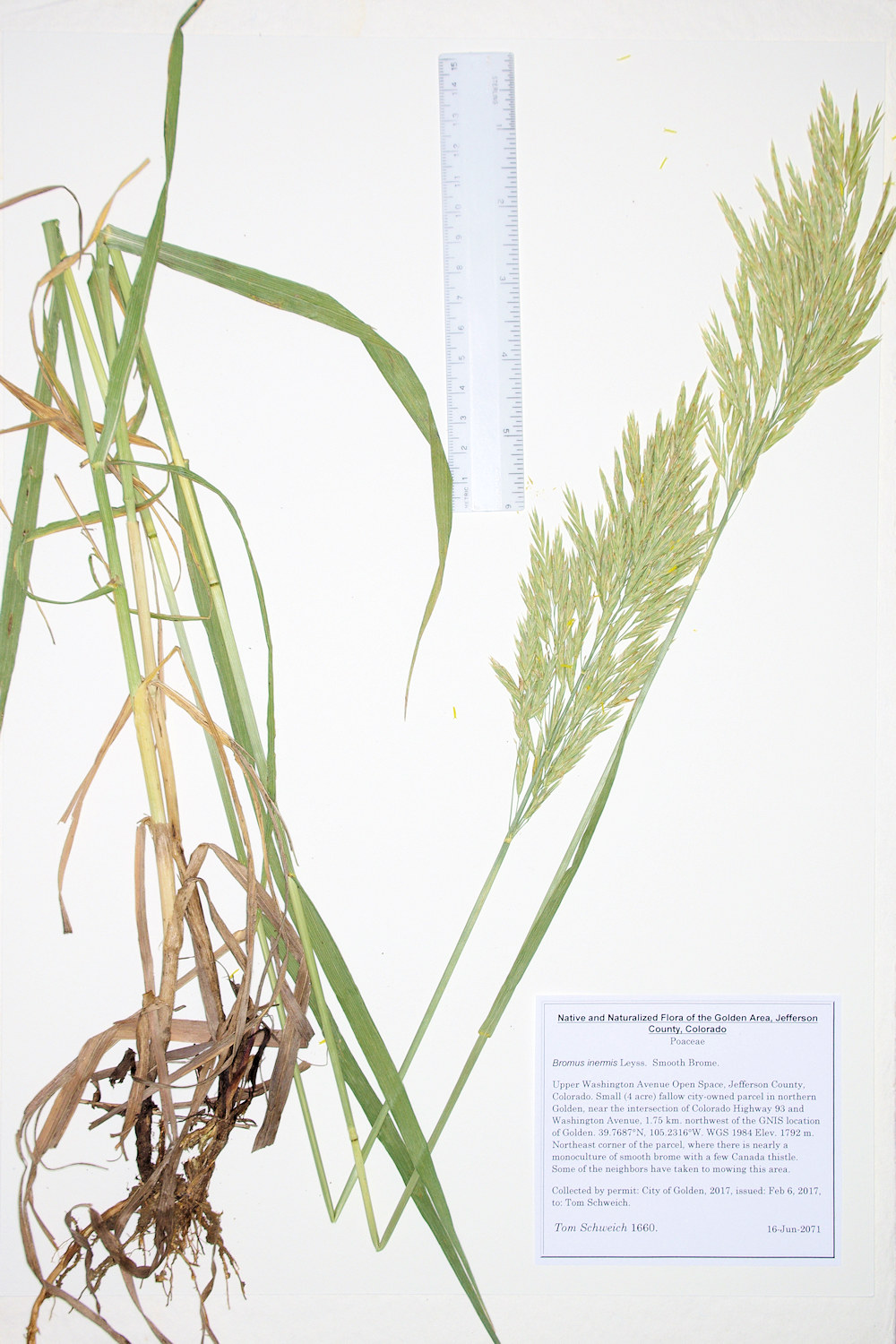 Poaceae Bromus inermis