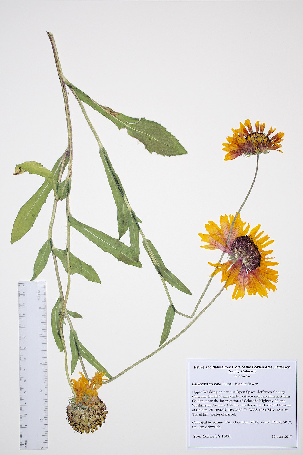 Asteraceae Gaillardia aristata