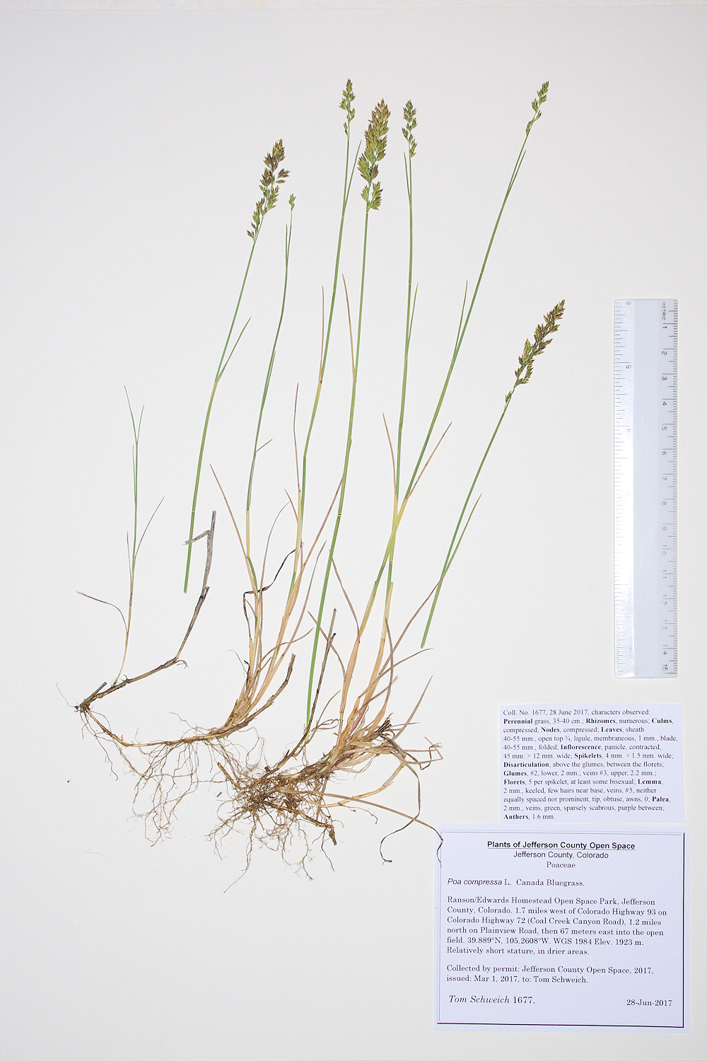 Poaceae Poa compressa