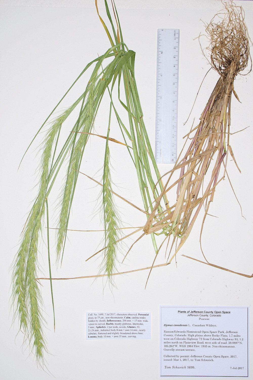 Poaceae Elymus canadensis