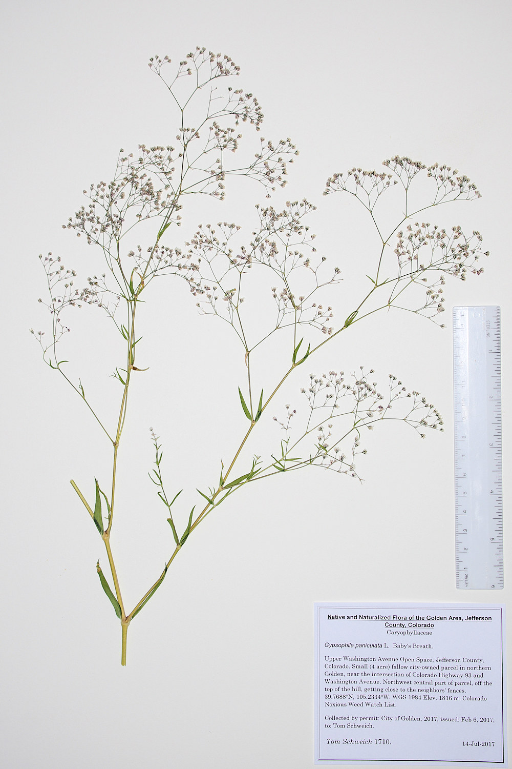 Caryophyllaceae Gypsophila paniculata