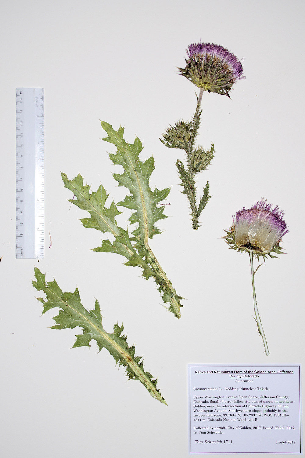 Asteraceae Carduus nutans