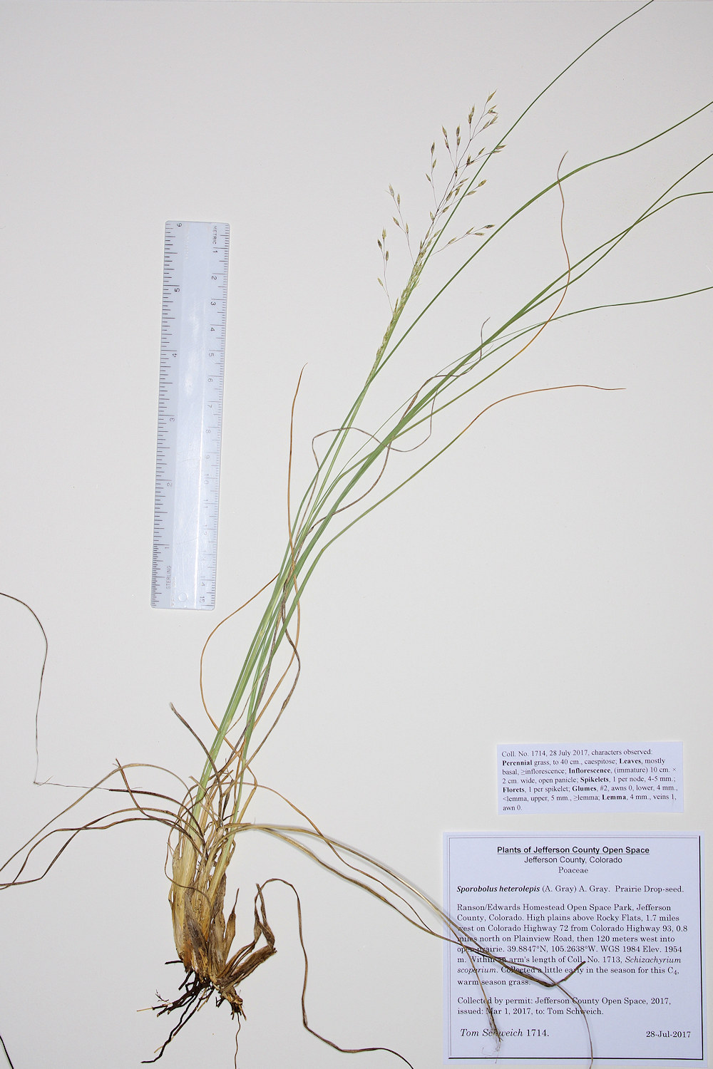 Poaceae Sporobolus heterolepis