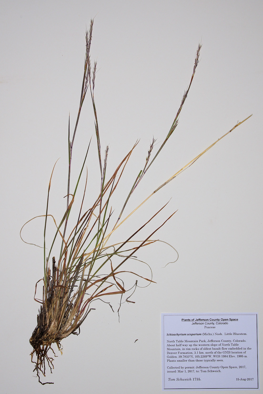 Poaceae Schizachyrium scoparium